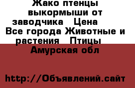 Жако птенцы выкормыши от заводчика › Цена ­ 1 - Все города Животные и растения » Птицы   . Амурская обл.